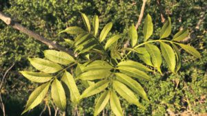 Bourgeon de Frêne: propriétés et bienfaits - Encyclopédie Naturals&co