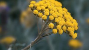 Hydrolat d'Hélichryse italienne (Immortelle): propriétés et bienfaits - Naturals&co