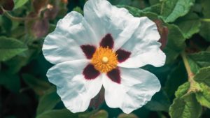 Hydrolat de Ciste: propriétés et bienfaits - Naturals&co - Encyclopédie naturelle