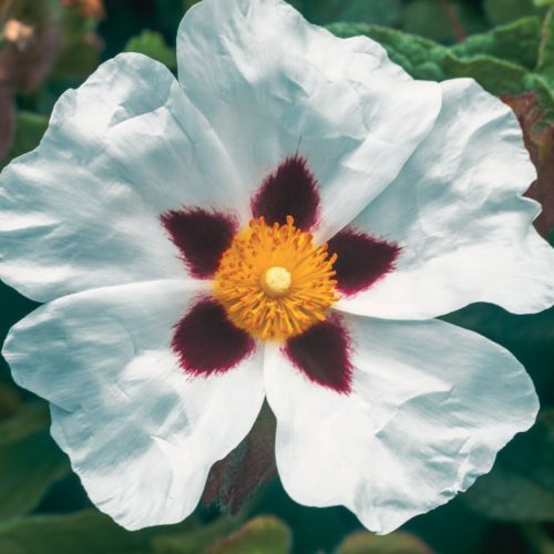 Hydrolat de Ciste: propriétés et bienfaits - Naturals&co - Encyclopédie naturelle