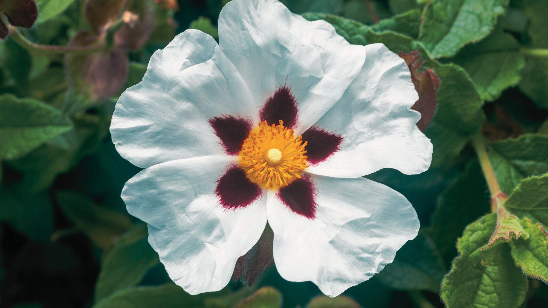 Hydrolat de Ciste: propriétés et bienfaits - Naturals&co - Encyclopédie naturelle